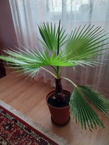 palma Washingtonia Robusta