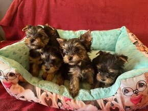 Yorkshire Terrier