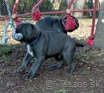 Cane corso