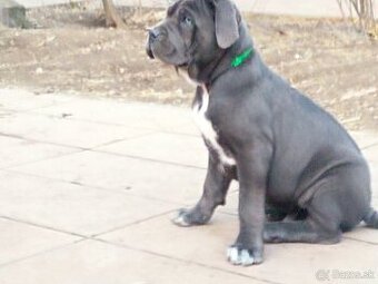 Cane corso