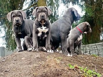 Cane corso