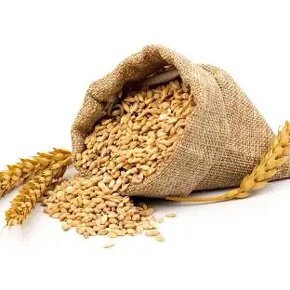 Tohtoročná pšenica 2024 z vlastnej úrody