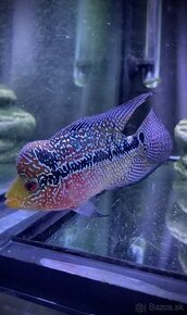 Flowerhorn samička č 1