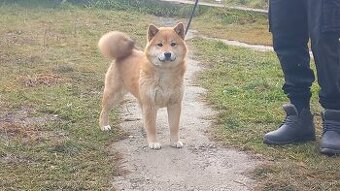 shiba inu