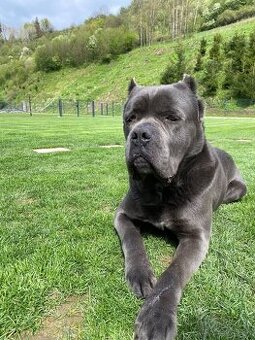 Cane corso krytie