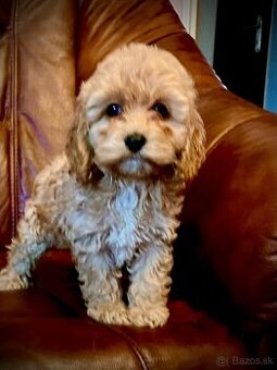 Cockapoo pudel