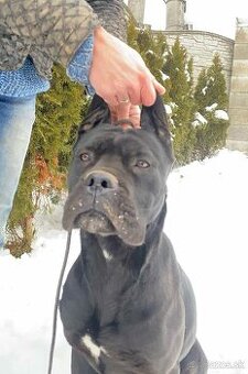 Cane Corso s PP