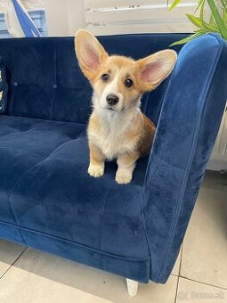 Corgi