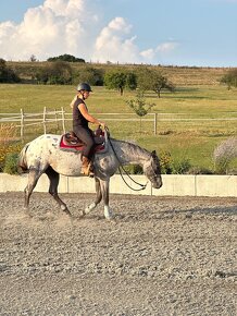 Appaloosa