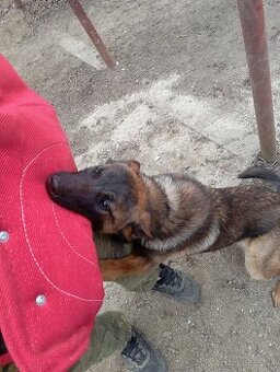 Belgický ovčiak malinois