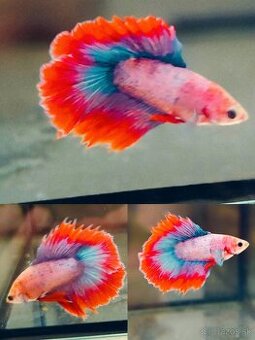 Betta Splendens - Bojovnica Pestrá.