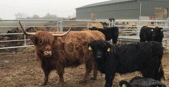 Predám teliatka plemena Highland- škótsky náhorný dobytok