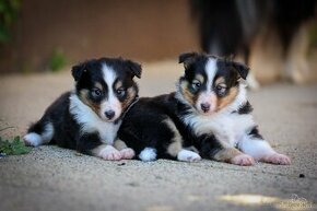 Šteniatka - šeltia, šetlandský ovčiak, sheltie s PP