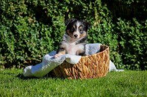 Šteniatka - šeltia, šetlandský ovčiak, sheltie s PP