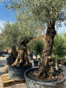 Olivovnik európsky , palma , cykas, záhrada