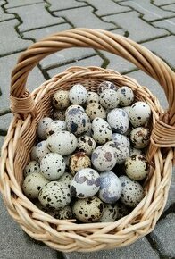 Prepeličie vajíčka - 1