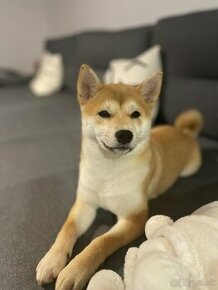 Shiba inu