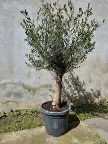 Olivovnik Olea europaea Oliva