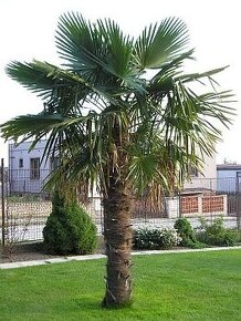 Trachycarpus fortunei -  konopná palma SEMENÁ