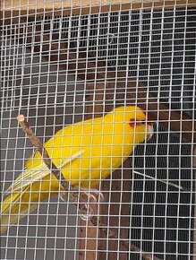 Kakariki žltý