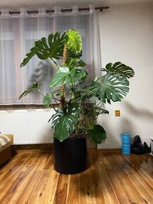 Monstera 180cm