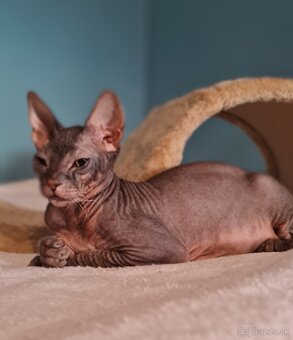 Don Sphynx s PP