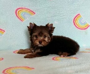 Yorkshire terrier , York, Jorkšír, Chocolate s PP