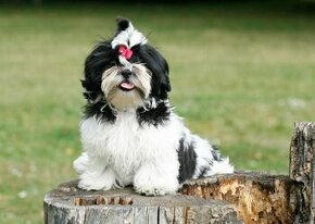 Shih-Tzu šteňiatka (shih tzu,shi tzu, si-tzu, shitzu, si-cu)