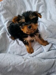 yorkshire terrier mini