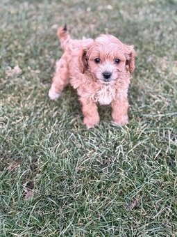 Maltipoo