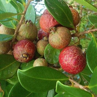 Jahodová guava - Psidium cattleianum - semená 20 ks