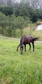 Appaloosa