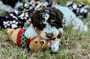 Lagotto romagnolo