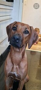 Rhodesian Ridgeback