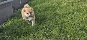 AKITA INU