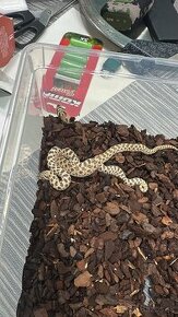 Heterodony/Heterodon/Hognose