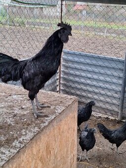 Nasadové vajcia ayam cemani