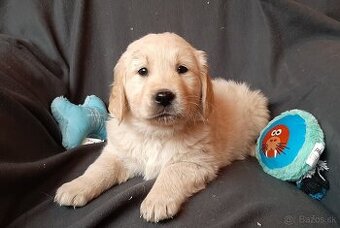 Zlatý (golden) retriever - šteniatka