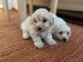 Maltipoo