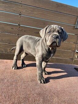 Cane Corso - šteniatka - 1