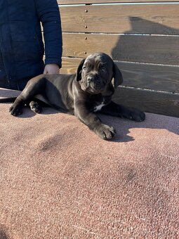 Cane Corso - šteniatka