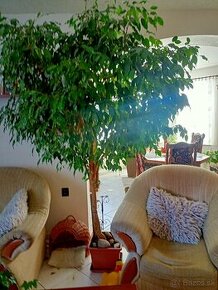 Ficus Benjamin