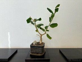 Ficus/fikus benghalensis