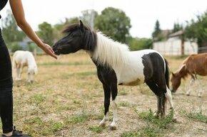 Minihorse na predaj - Showmer Quido - 1