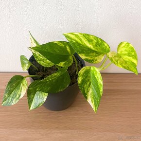 Potosovec Epipremnum Aureum "Divý Jano"aj s kvetináčom - 1