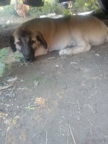 Kangal x cuvac