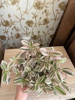 Tradescantia Unicorn