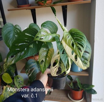 Monstera adansonii var.