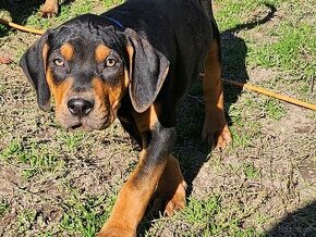 Louisiana Leopard,  Catahoula