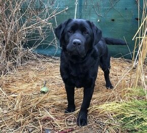 Labrador cierny